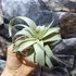Kép 6/8 - Tillandsia xerographica
