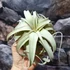 Kép 7/8 - Tillandsia xerographica