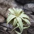 Kép 1/8 - Tillandsia xerographica