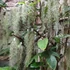 Kép 5/7 - Tillandsia usneoides - zuzmószerű szakállbromélia