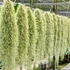 Kép 1/7 - Tillandsia usneoides - zuzmószerű szakállbromélia