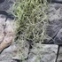 Kép 6/7 - Tillandsia usneoides - zuzmószerű szakállbromélia