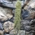 Kép 3/7 - Tillandsia usneoides - zuzmószerű szakállbromélia