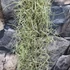 Kép 4/7 - Tillandsia usneoides - zuzmószerű szakállbromélia