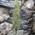 Kép 7/7 - Tillandsia usneoides - zuzmószerű szakállbromélia