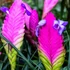 Kép 1/7 - Tillandsia cyanea