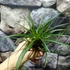 Kép 3/7 - Tillandsia cyanea