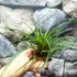 Kép 4/7 - Tillandsia cyanea