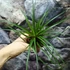 Kép 5/7 - Tillandsia cyanea
