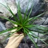 Kép 6/7 - Tillandsia cyanea
