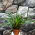 Kép 7/7 - Tillandsia cyanea