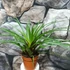 Kép 2/7 - Tillandsia cyanea