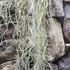 Kép 4/5 - Tillandsia usneoides - zuzmószerű szakállbromélia nagy