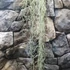 Kép 3/5 - Tillandsia usneoides - zuzmószerű szakállbromélia nagy