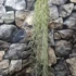Kép 5/5 - Tillandsia usneoides - zuzmószerű szakállbromélia nagy