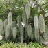 Kép 1/5 - Tillandsia usneoides - zuzmószerű szakállbromélia nagy