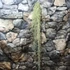 Kép 2/5 - Tillandsia usneoides - zuzmószerű szakállbromélia nagy