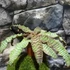 Kép 6/10 - Cryptanthus zonatus - levélcsillag