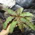 Kép 7/10 - Cryptanthus zonatus - levélcsillag