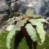 Kép 8/10 - Cryptanthus zonatus - levélcsillag