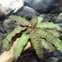 Kép 9/10 - Cryptanthus zonatus - levélcsillag