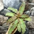 Kép 10/10 - Cryptanthus zonatus - levélcsillag