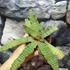 Kép 2/10 - Cryptanthus zonatus - levélcsillag