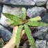 Kép 3/10 - Cryptanthus zonatus - levélcsillag