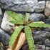 Kép 4/10 - Cryptanthus zonatus - levélcsillag