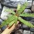 Kép 5/10 - Cryptanthus zonatus - levélcsillag