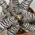 Kép 1/10 - Cryptanthus zonatus - levélcsillag