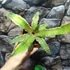 Kép 7/9 - Cryptanthus bivittatus Elaine - levélcsillag