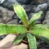 Kép 8/9 - Cryptanthus bivittatus Elaine - levélcsillag