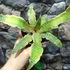 Kép 9/9 - Cryptanthus bivittatus Elaine - levélcsillag