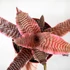 Kép 1/9 - Cryptanthus bivittatus Elaine - levélcsillag