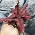Kép 2/7 - Cryptanthus 'Red Star'