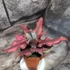 Kép 3/7 - Cryptanthus 'Red Star'
