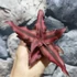 Kép 4/7 - Cryptanthus 'Red Star'