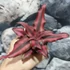 Kép 5/7 - Cryptanthus 'Red Star'