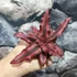 Kép 6/7 - Cryptanthus 'Red Star'
