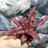 Kép 7/7 - Cryptanthus 'Red Star'