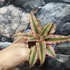 Kép 2/5 - Cryptanthus 'Pink Starlight'
