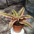 Kép 1/5 - Cryptanthus 'Pink Starlight'