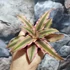 Kép 3/5 - Cryptanthus 'Pink Starlight'