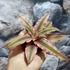Kép 4/5 - Cryptanthus 'Pink Starlight'