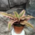 Kép 5/5 - Cryptanthus 'Pink Starlight'