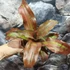 Kép 2/8 - Cryptanthus 'Strawberry Flambe'