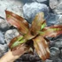 Kép 3/8 - Cryptanthus 'Strawberry Flambe'