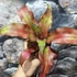 Kép 4/8 - Cryptanthus 'Strawberry Flambe'