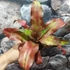 Kép 5/8 - Cryptanthus 'Strawberry Flambe'